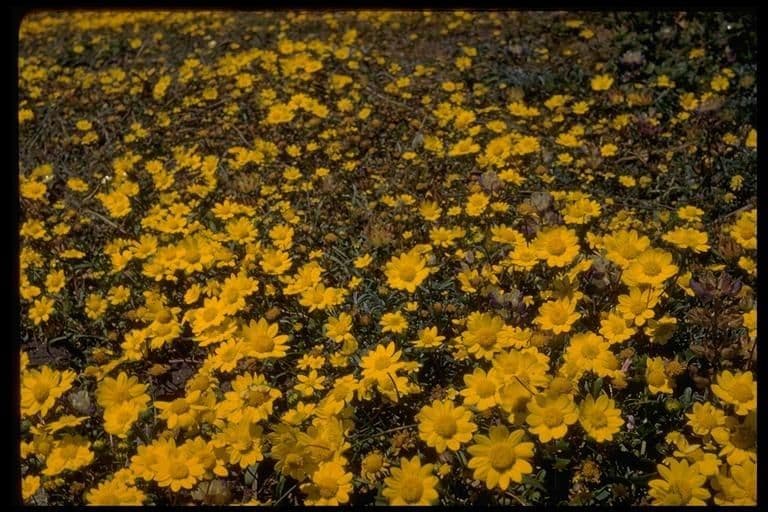 Lasthenia californica 12