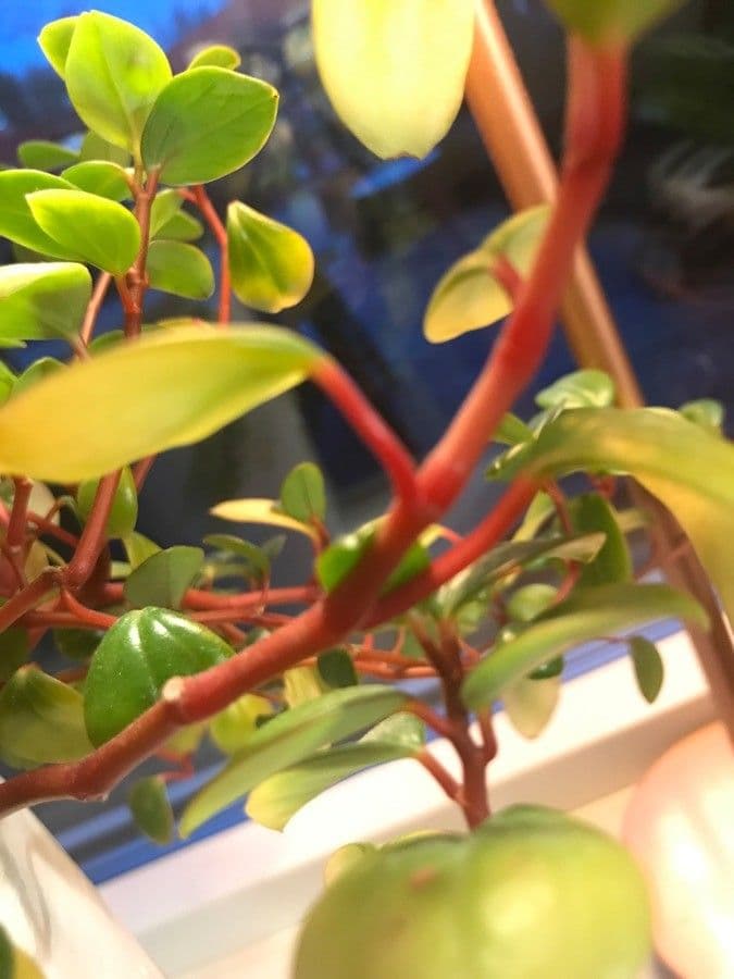 Peperomia glabra 18