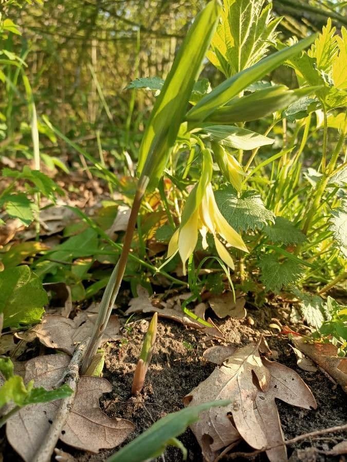 Uvularia grandiflora 20