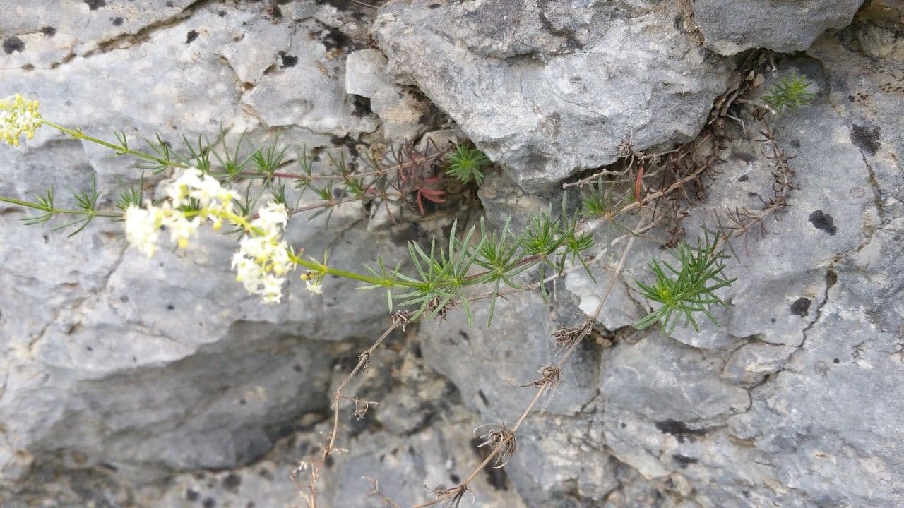 Rubiacea 3
