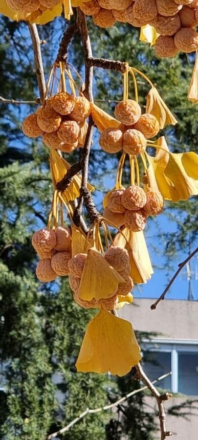 Ginkgo 5