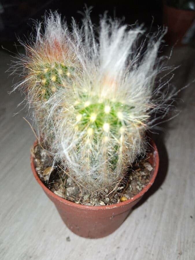 Espostoa lanata 17
