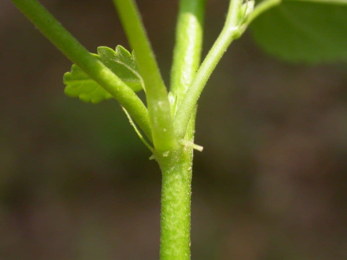 Sida spinosa 21