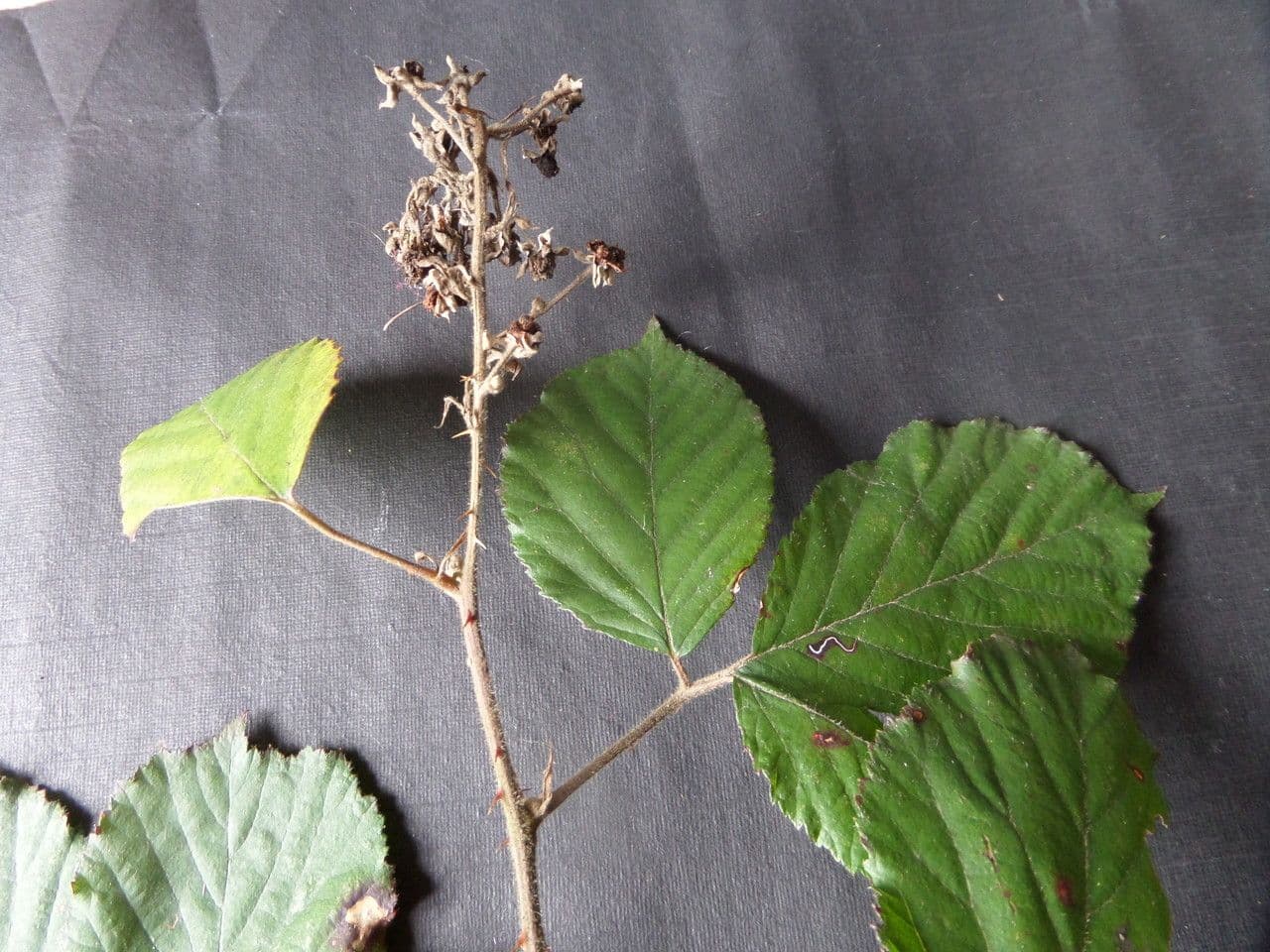 Großblättrige Brombeere 28