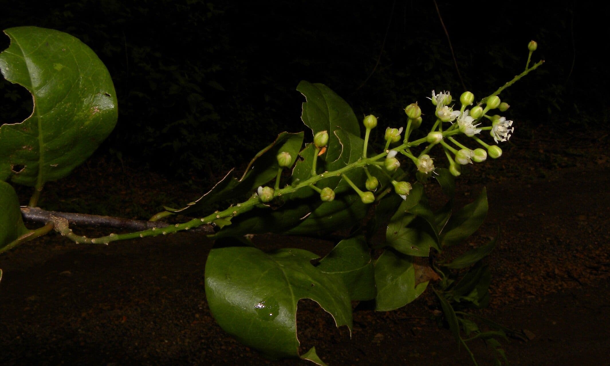 Stegnosperma 5
