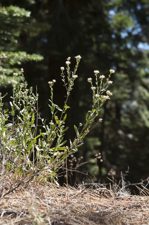 Sericocarpus 6
