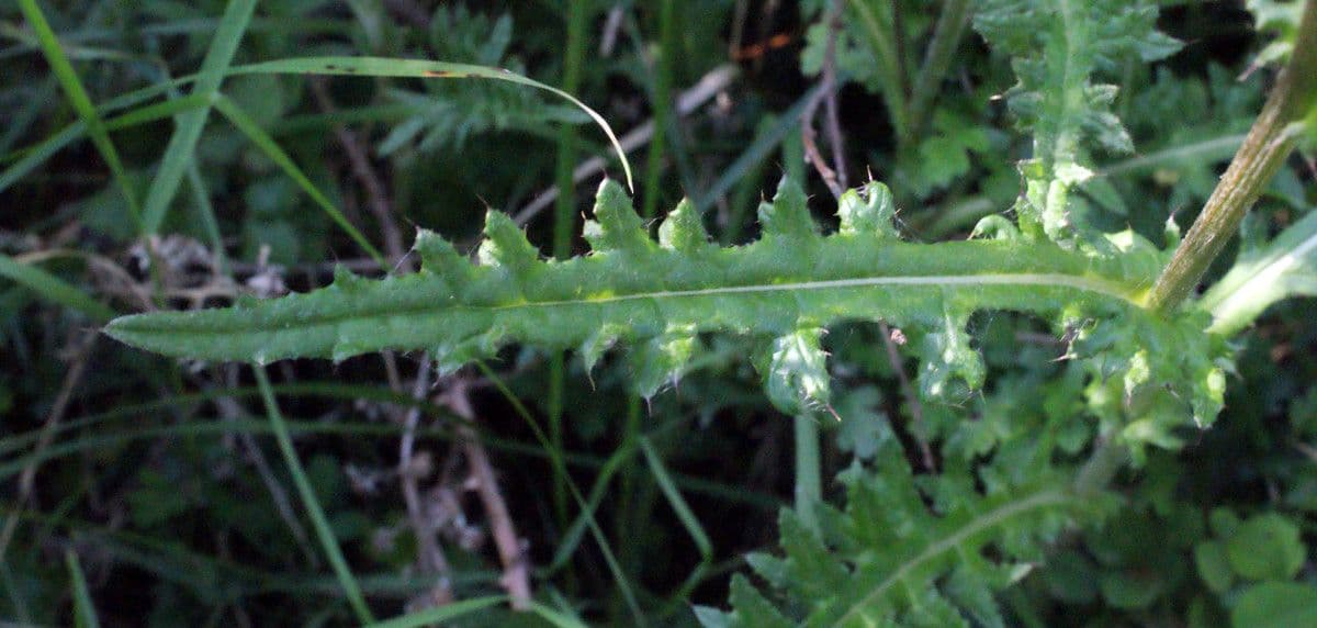 Cirsium filipendulum 15