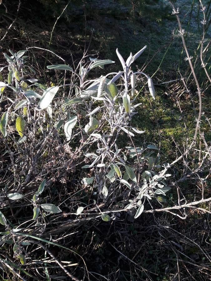 Salvia 15