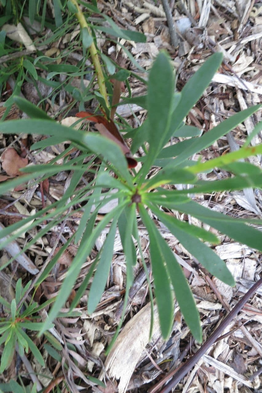 Protea 6