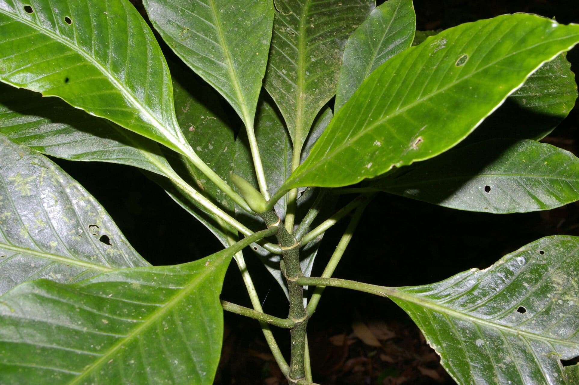 Psychotria trichotoma