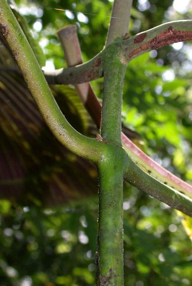 Miconia 16