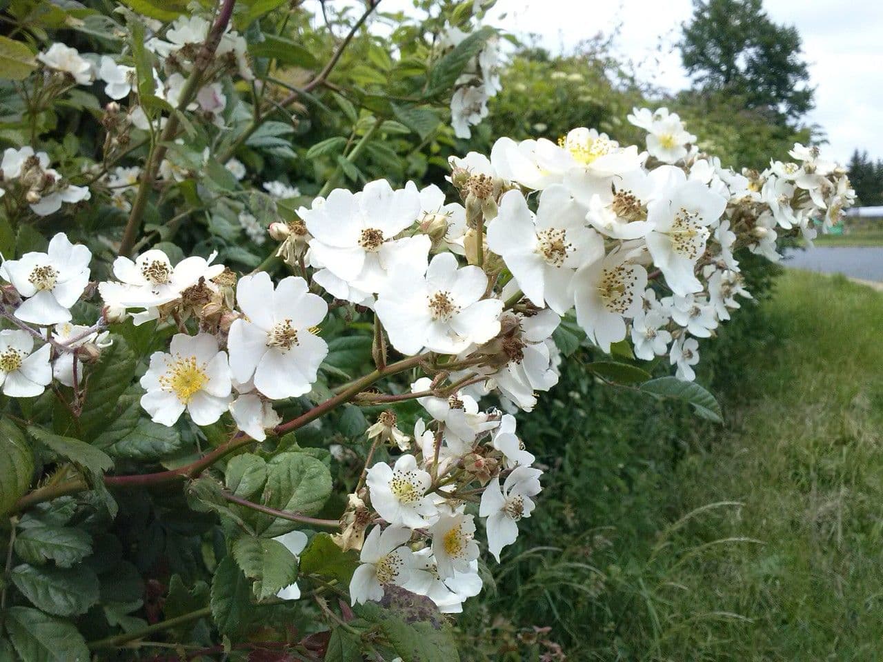 Rosa multiflora 29