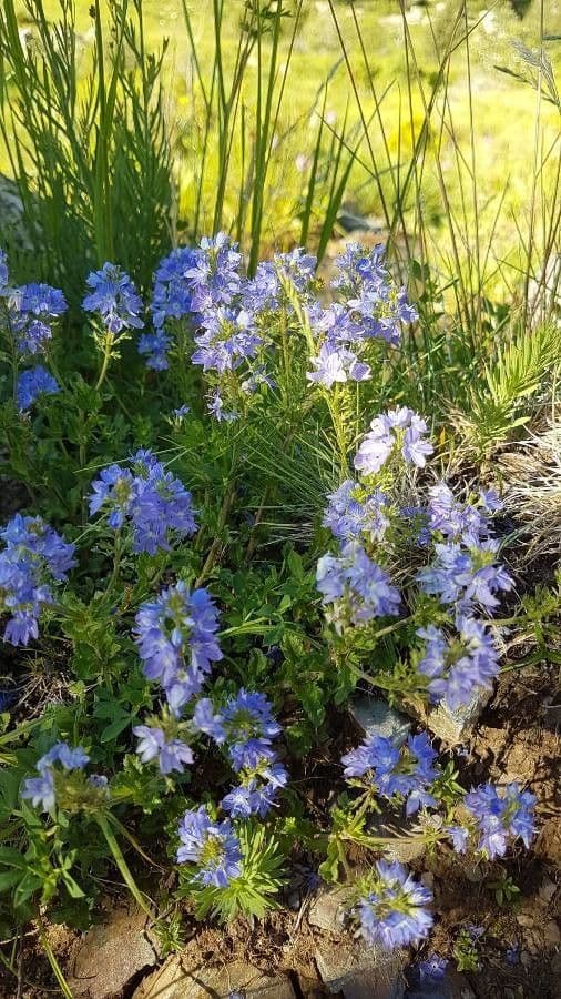 Veronica austriaca 30