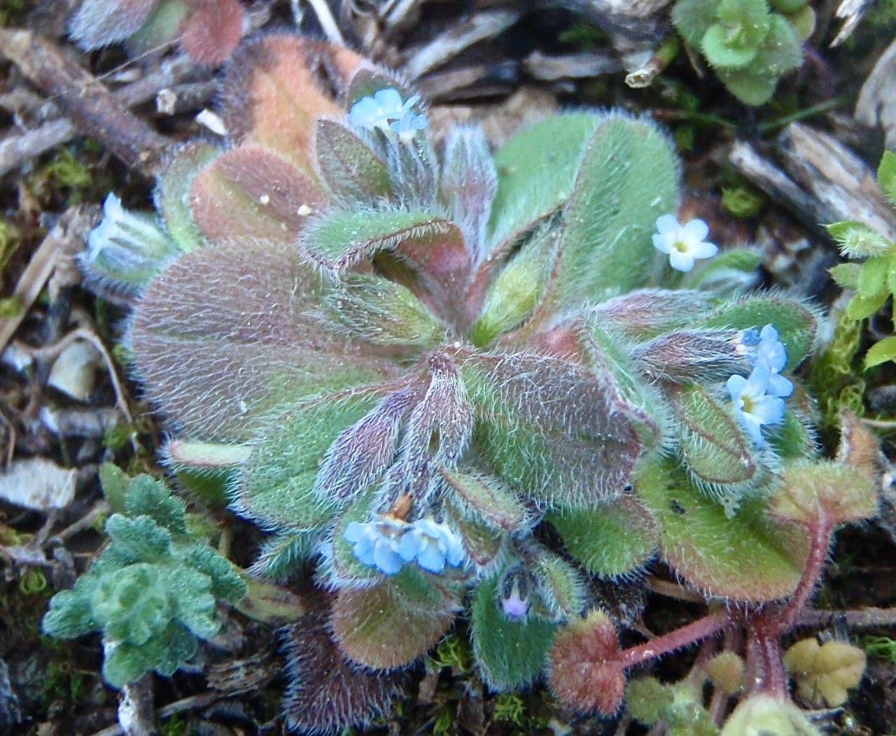 Miosotide piccola 9