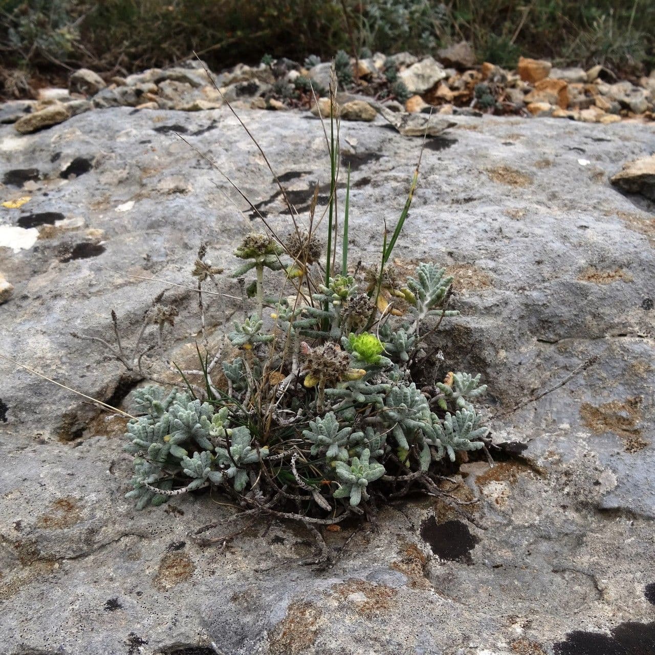 Teucrium 9