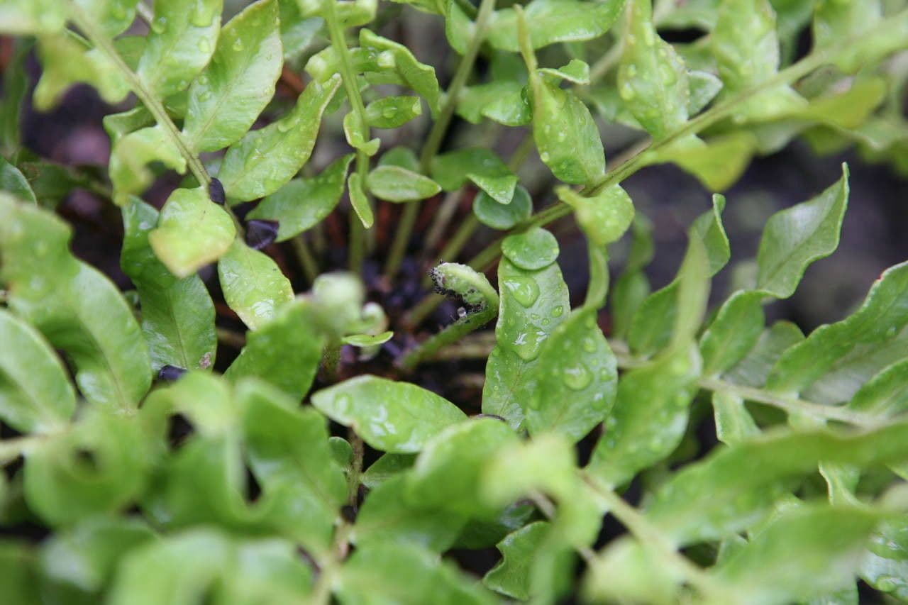 Blechnum 10