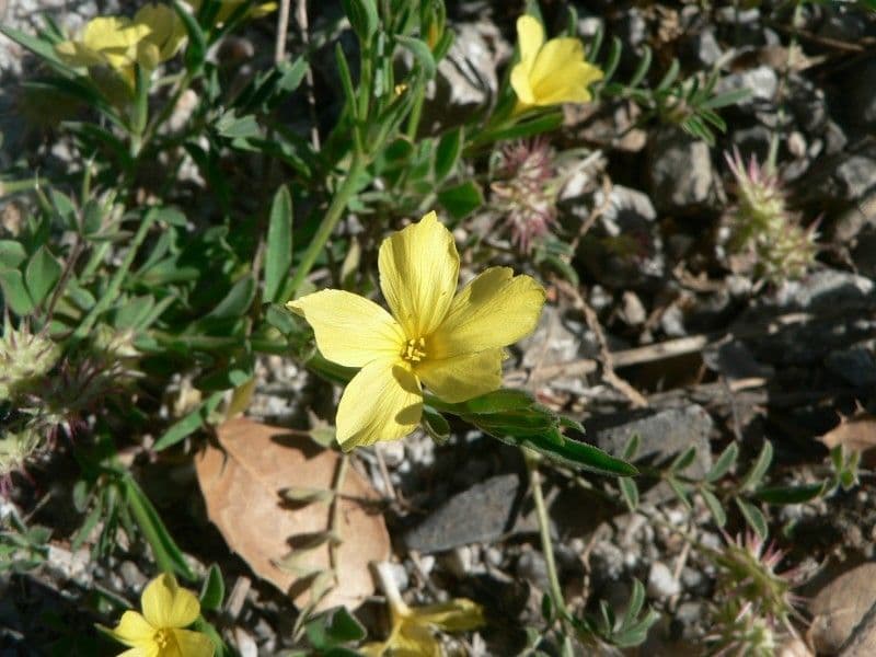 Nickende Flachs 3