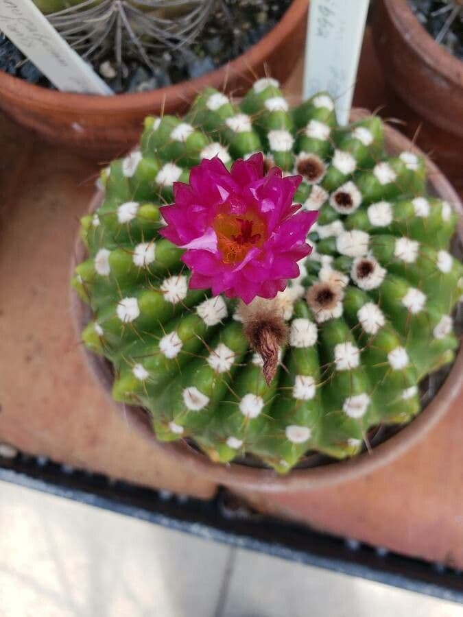 Parodia 2
