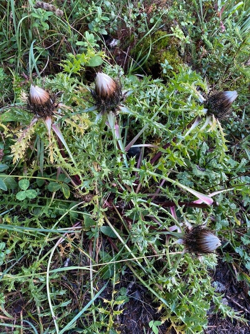 Silberdistel 14
