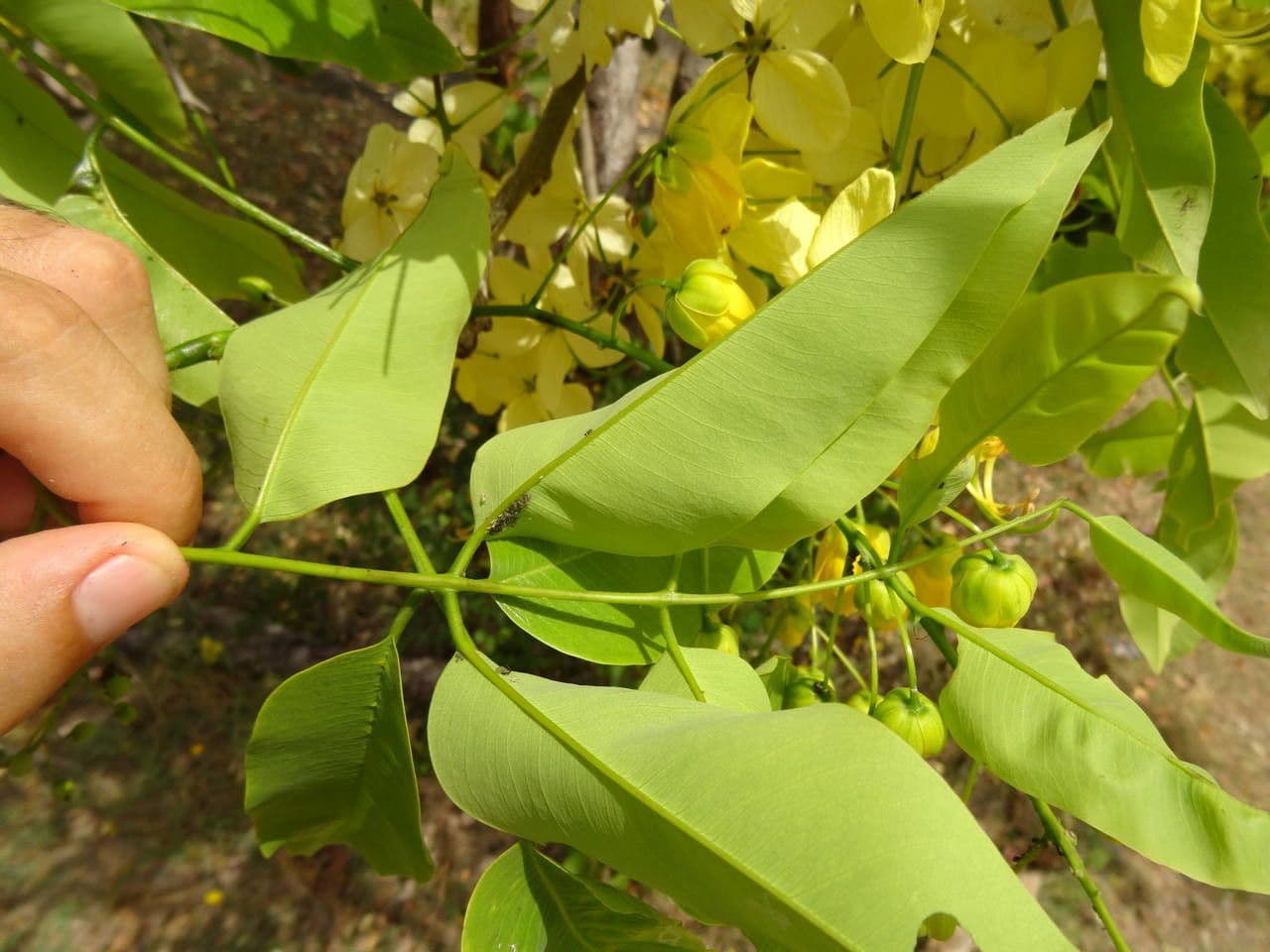 Cassia 30