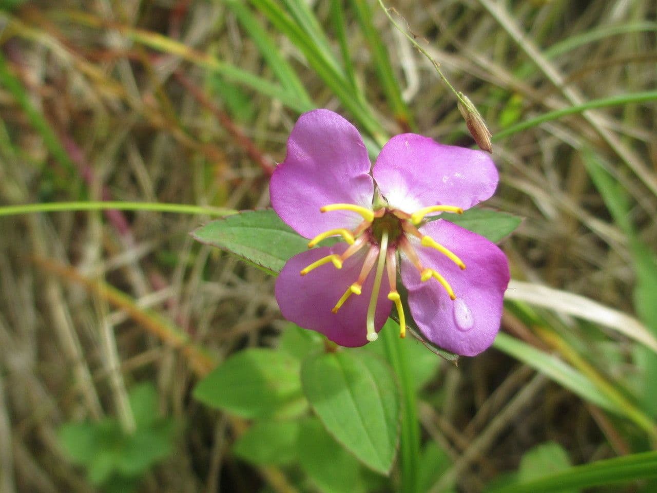 Rhexia virginica 2