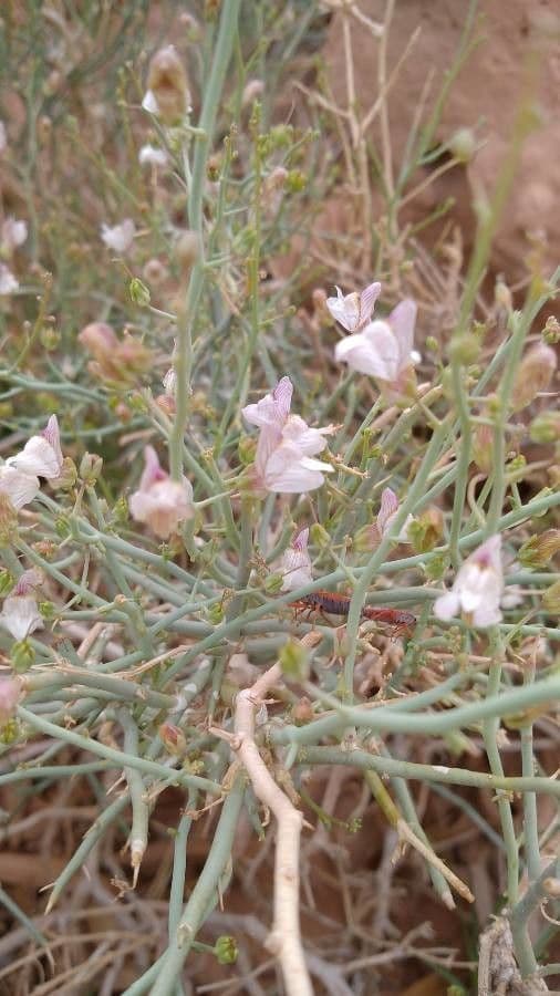 Acanthorrhinum 7