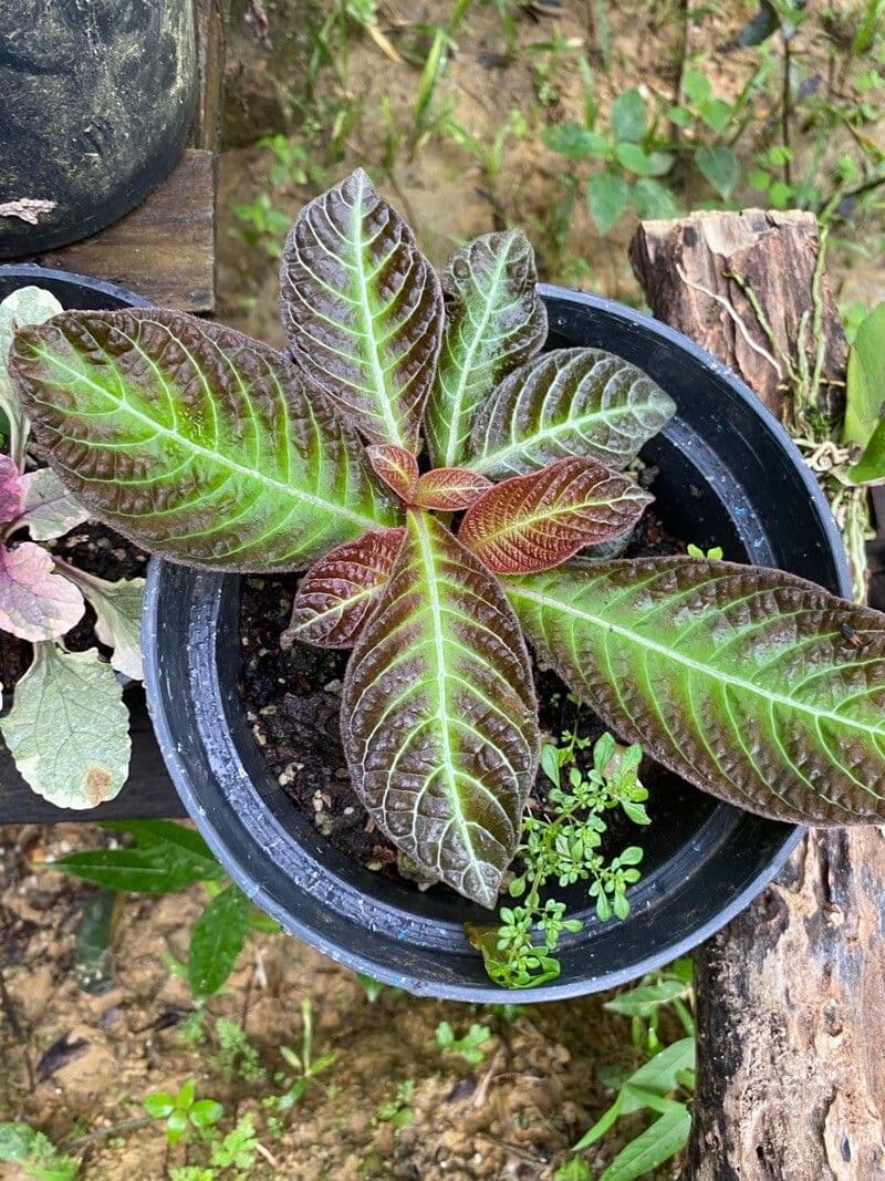 Hoffmannia 5