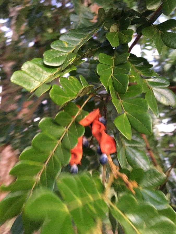 Pararchidendron 3