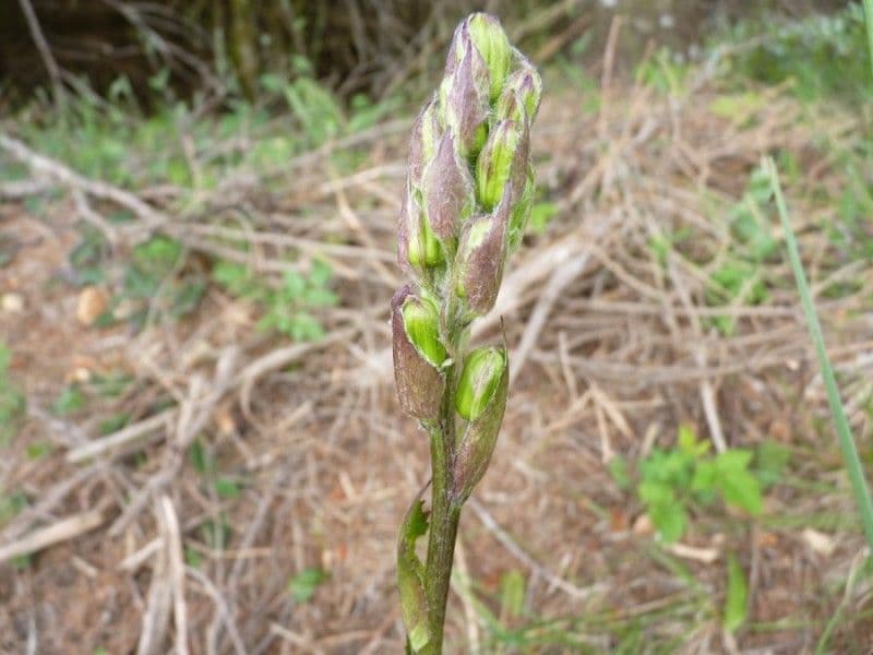 Sibirisches Greiskraut 4