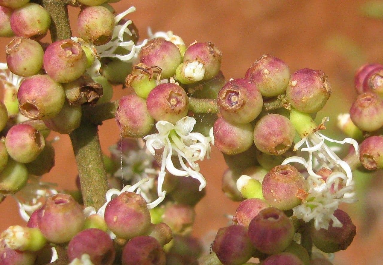 Miconia lonchophylla 3