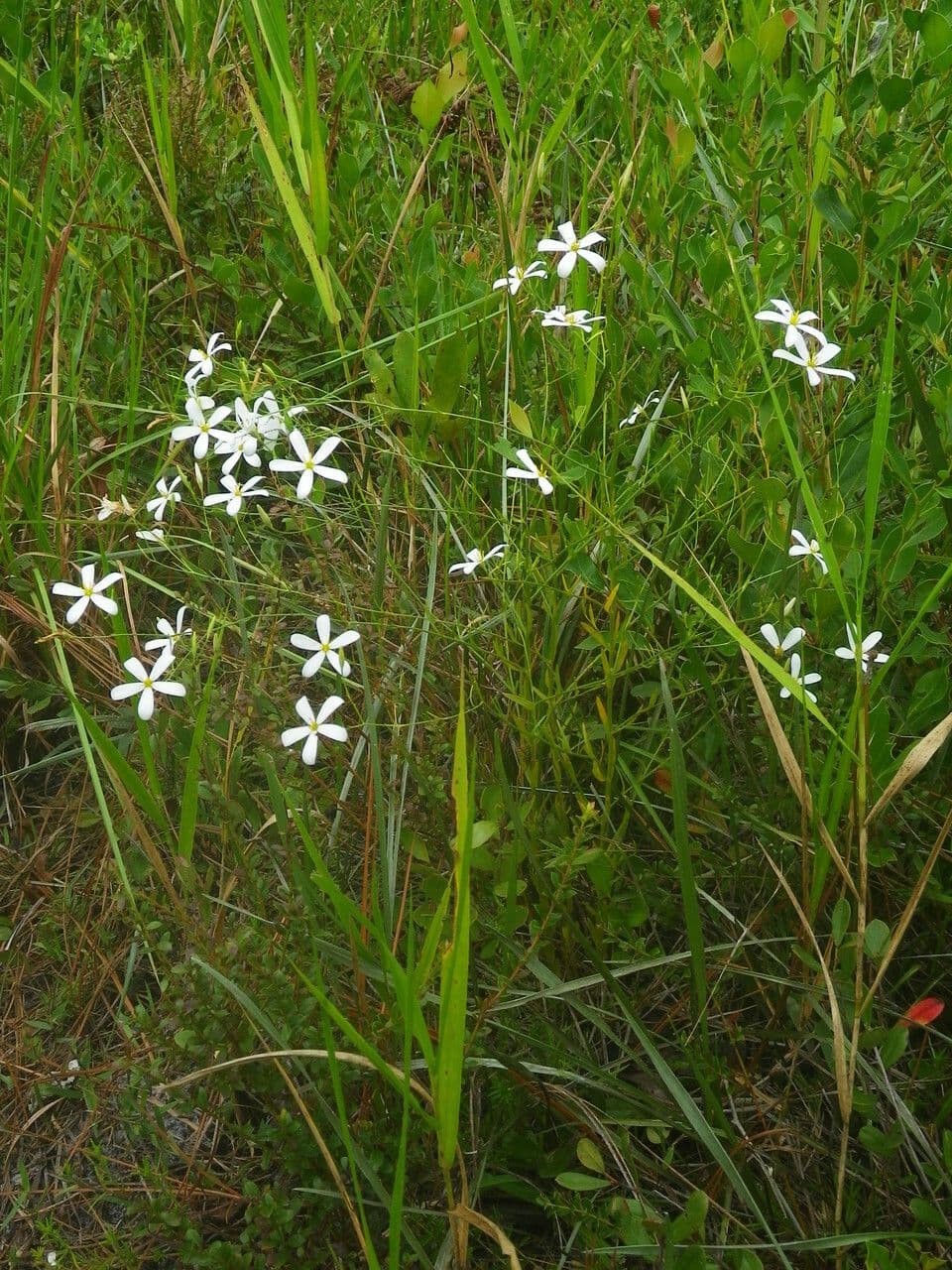 Sabatia brevifolia 6