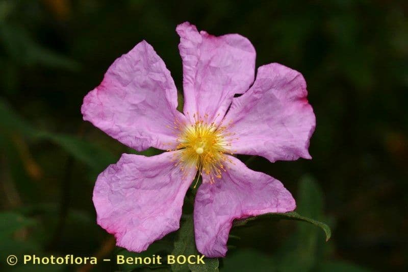 Cistus 6