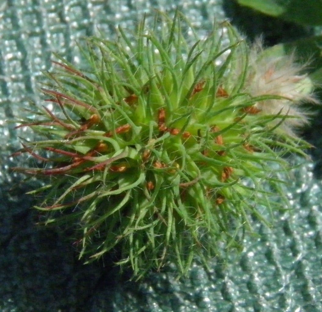 Trèfle APPENDIX 5