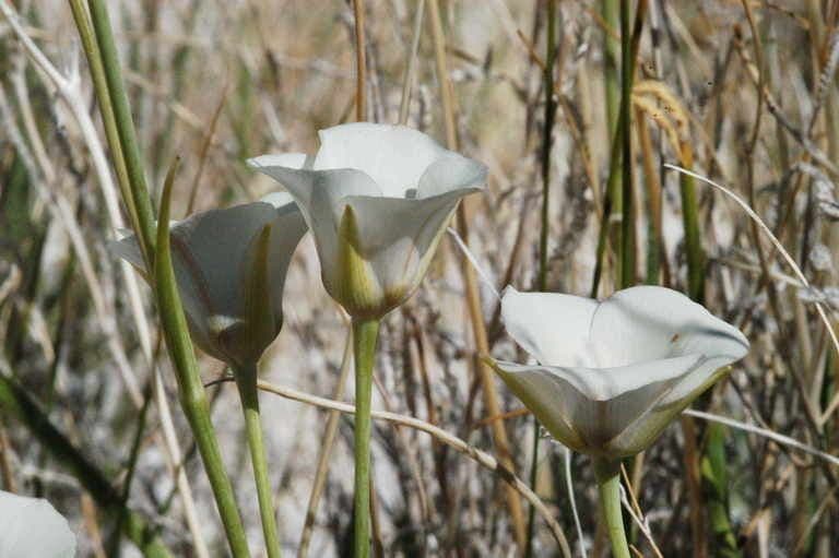 Calochortus 5