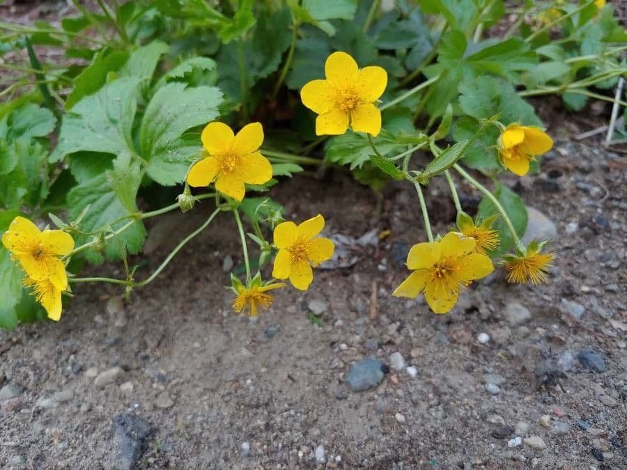 Waldsteinia 3
