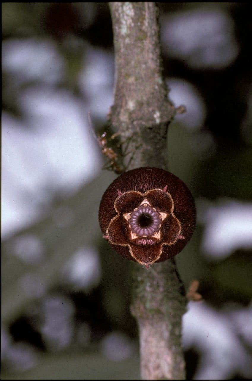 Henriettea succosa 3