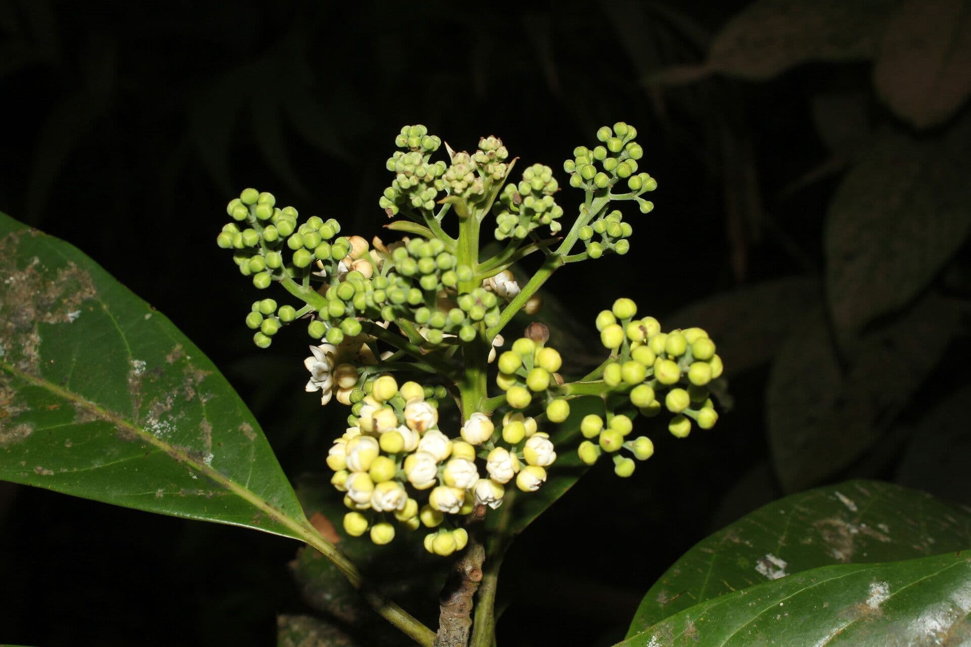 Mespilodaphne macrophylla 8