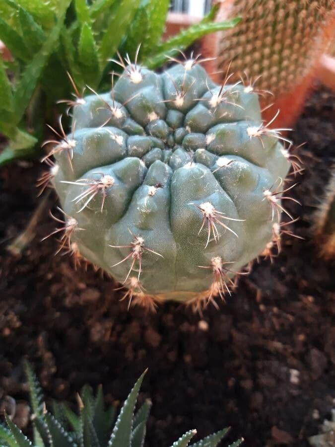 Gymnocalycium 13