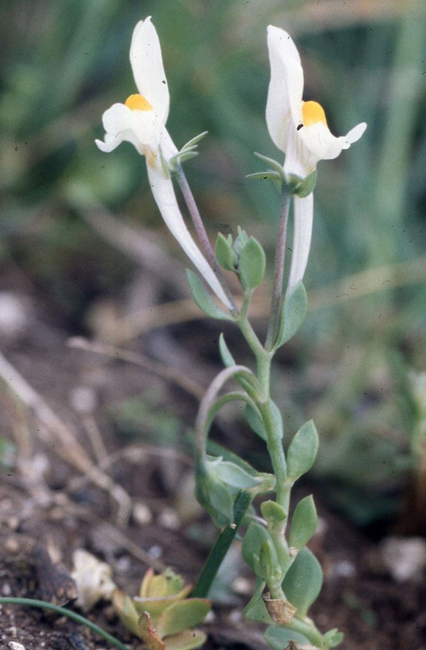 Linaria reflexa 5