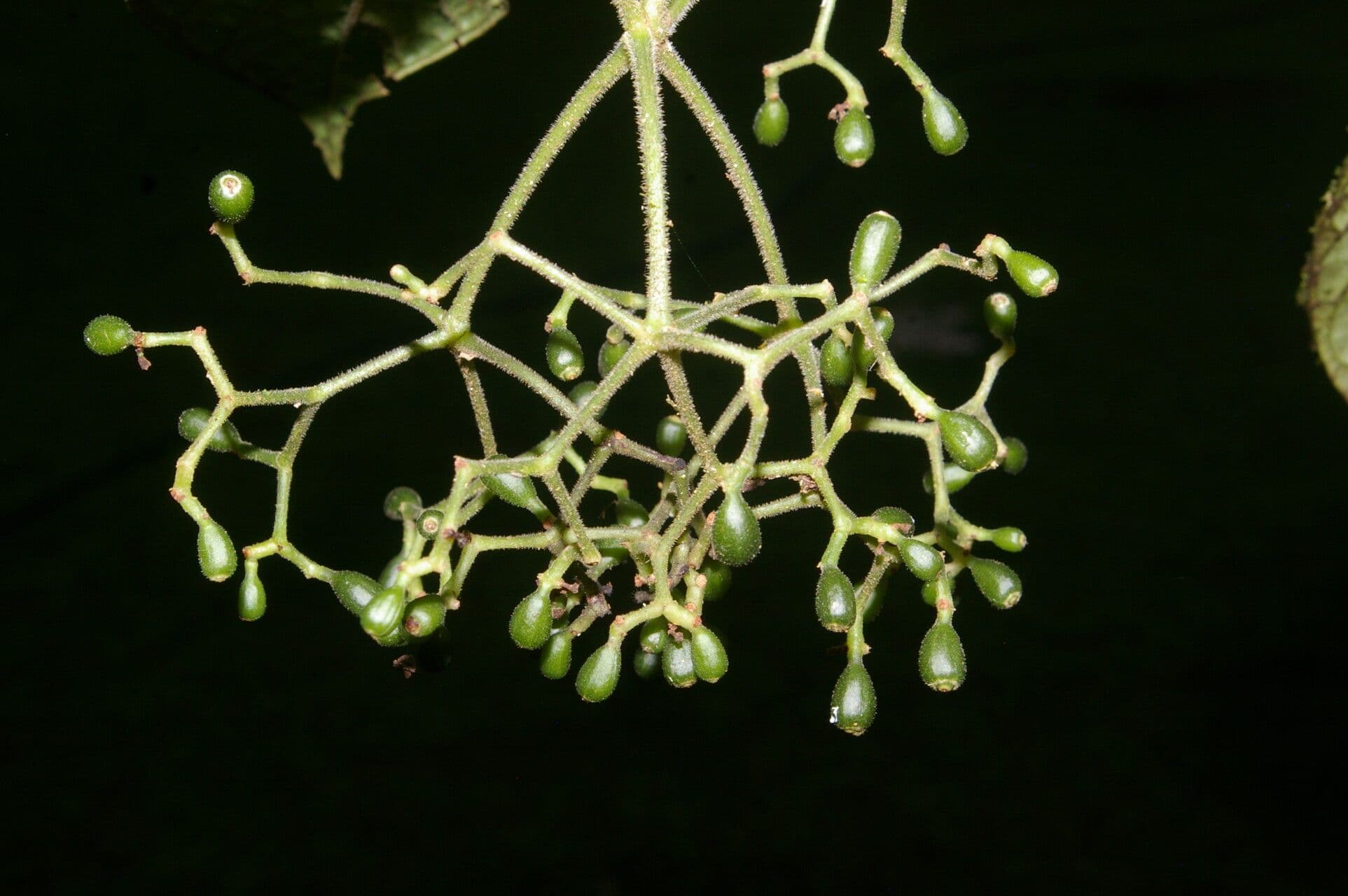 Psychotria di Neill