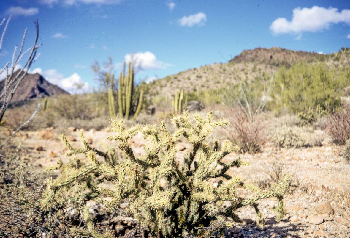 Cholla rogata 9