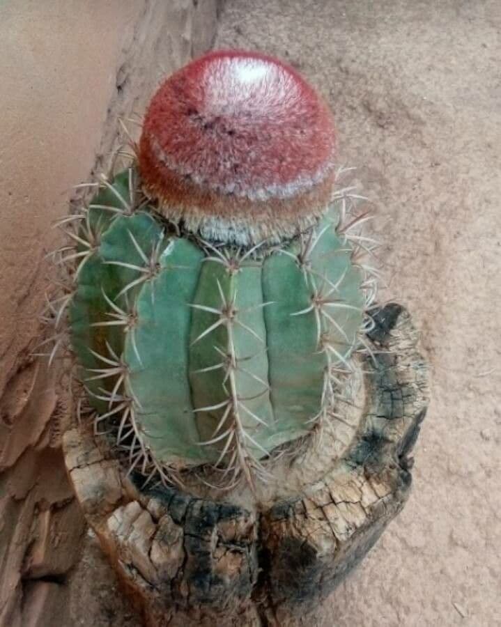 Melocactus nain 24