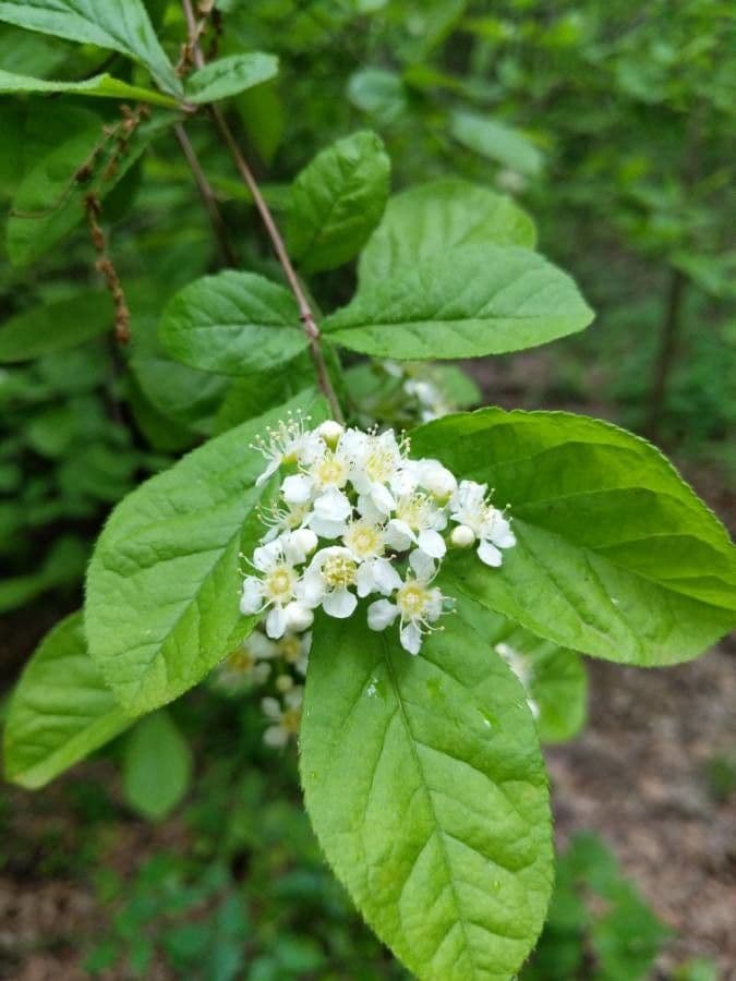 Photinia villosa 10