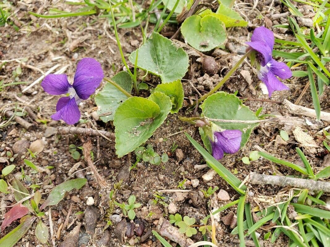 Viola americana 10