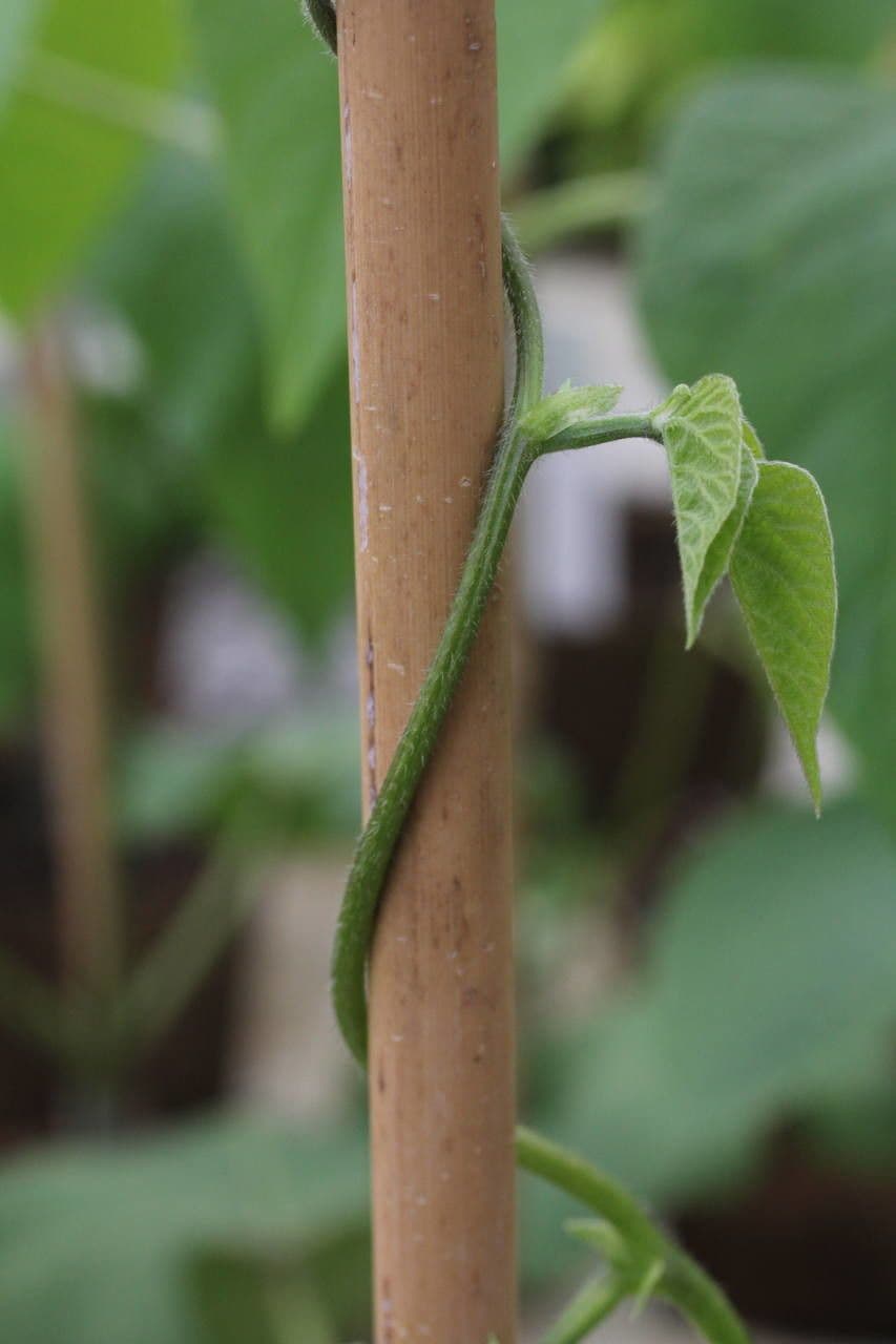 Runner bean 23