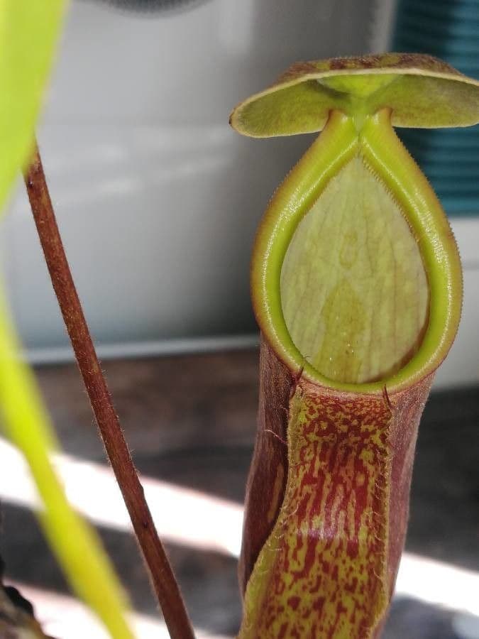 Pianta brocca mirabile 17