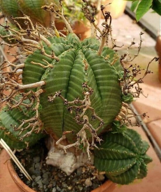 Melonensporn 3