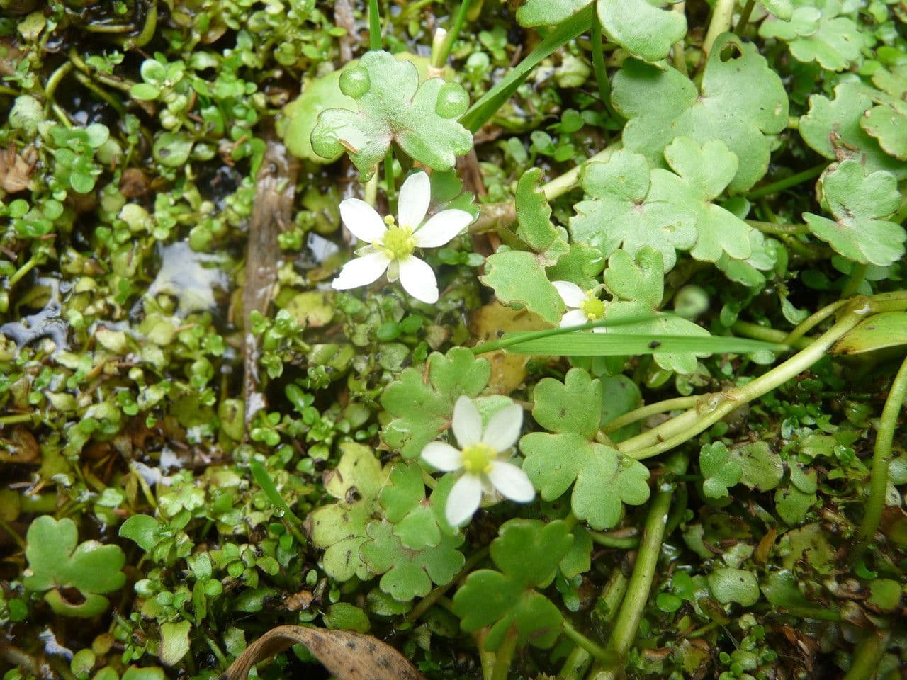 Ranunculus omiophyllus 23