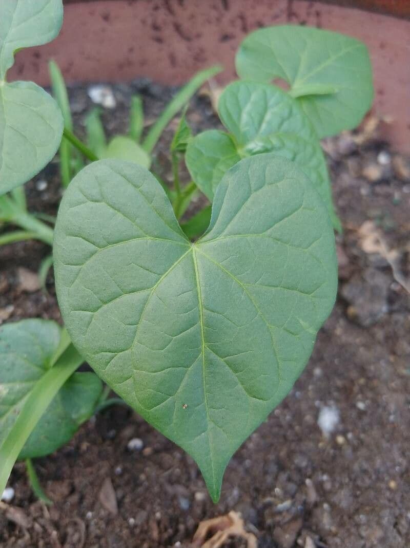 Ipomoea lacunosa 18