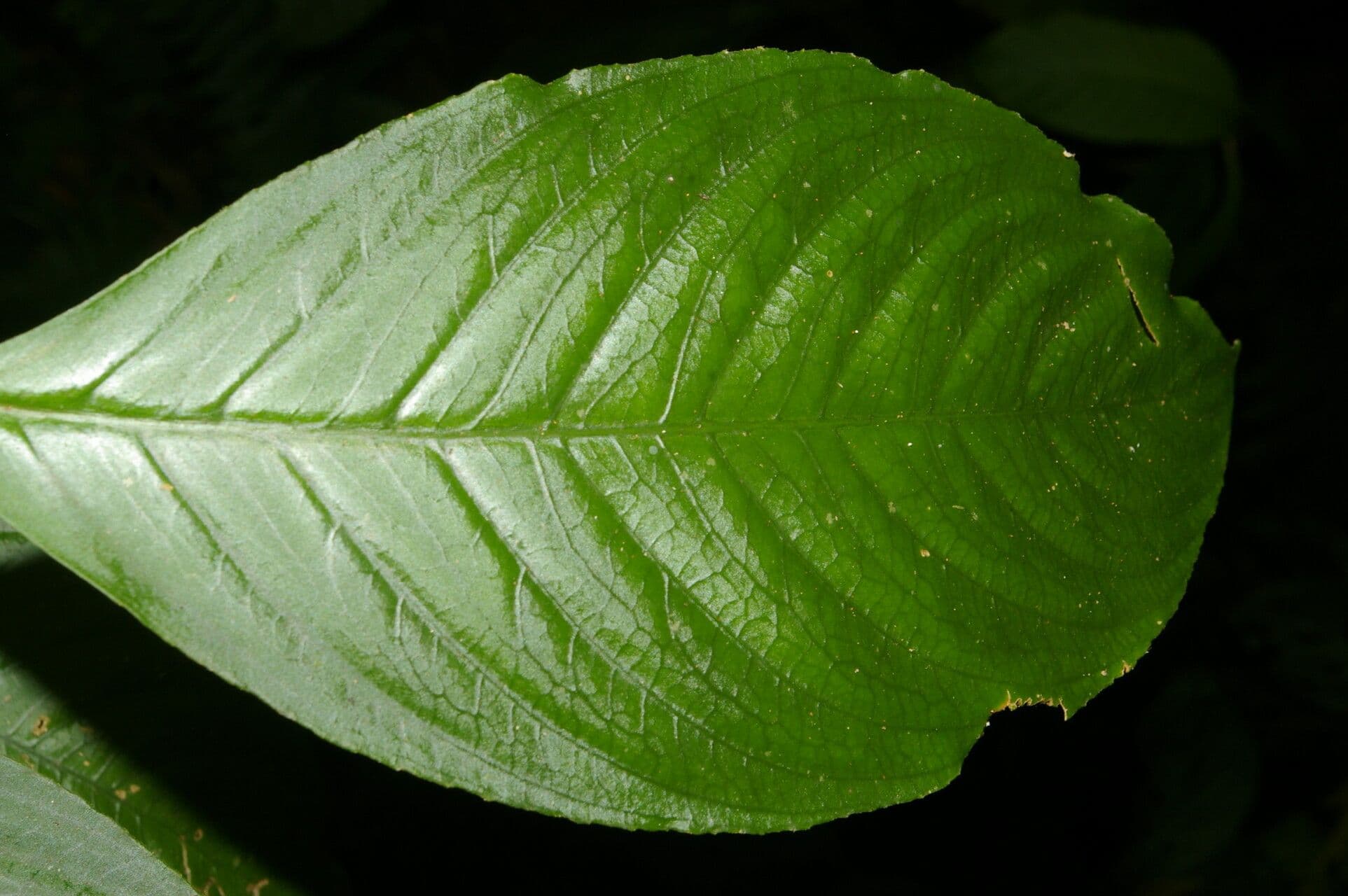 Besleria 7
